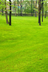 Fototapeta na wymiar Green park grass