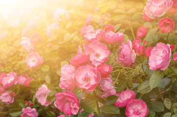 Garden with fresh red roses, floral natural sunny background