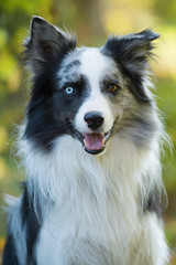 Adult border collie looking to camera