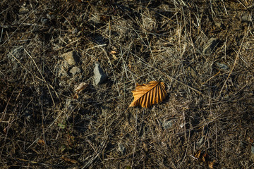 Natural texture. Brown earth, gray stones in one palette. A single juicy spot on the ground is a...