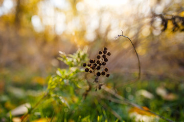 In the autumn forest. Nature fades. Golden autumn at sunset. Sun glare blur the background. Green grass and cold sky. Freshness. Games with sunshine.