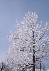 tree in snow