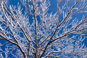 branches covered with hoarfrost