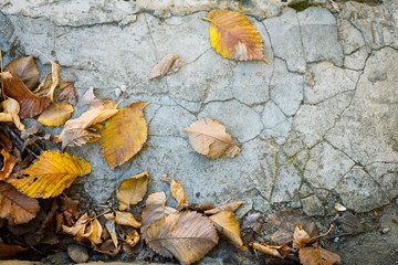 Urban texture with autumn leaves. Place for text advertising.