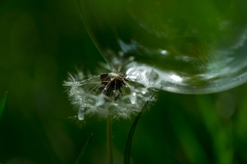 Pour and flies bakgraund with dandelion seeds and bubbles hitting it.