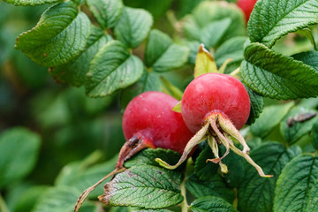 two beatiful red rose hips on strong green branches
