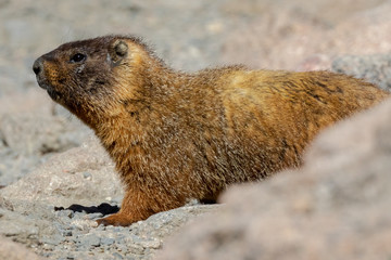 Marmot Stretch