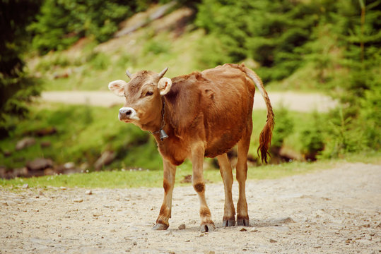 Single funny calf staying on the mountain road, agricultural eco concept