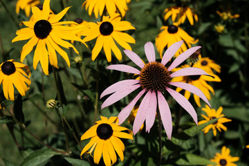 Obraz premium Fleurs d'été