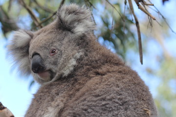 Obraz premium koala in tree