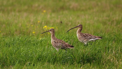 Пара больших кроншнепов на лугу