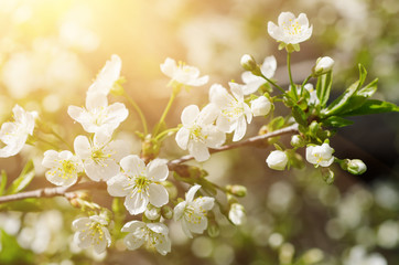 Blossoming of cherry flowers in spring time with green leaves, floral frame