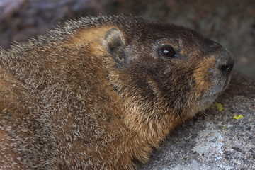 Marmot