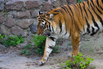 Siberian tiger walking 
