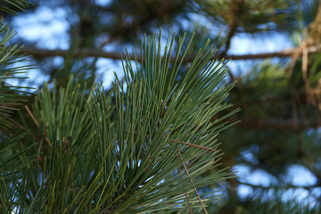 coniferous tree pine tree