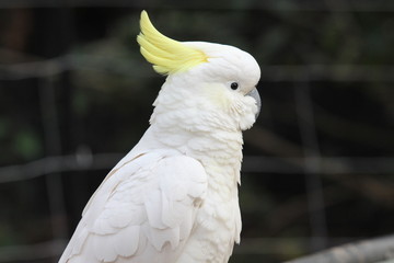 portrait of a cockatoo