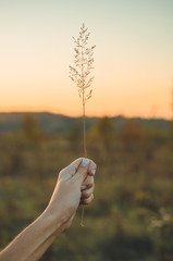 Image of brown grass flower field with bokeh and sunset light background. Golden grass flower image in female hand