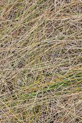 Dry autumn grass. Thin, dry stalks of wild grass. Top view