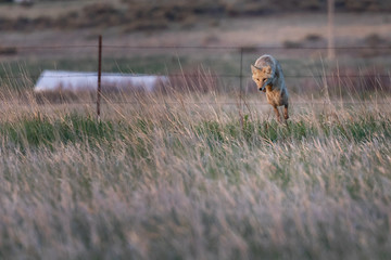 Leaping Coyote