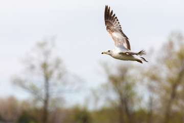 Banking Seagull