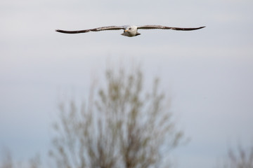 Drifting Seagull