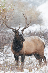 Elk in a Snowstorm