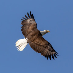 Banking Eagle