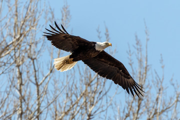 Eagle Jumps