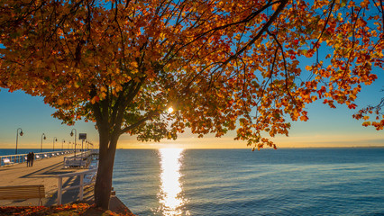 Beautiful autumn tree branches during sunrise at the sea. Gdynia, Poland.