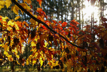 Looking through a branch of red and yellow maple leaves towards the sun with green trees in the background in autumn near Hinckley Minnesota