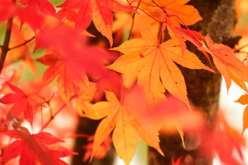 紅葉