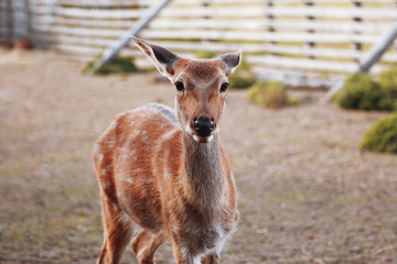 Portrait of a deer