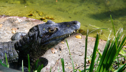 An young Alligator gather near the edge of a pond, St. Augustine Alligator farm, St. Augustine, FL
