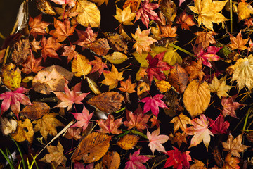 紅葉