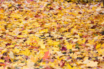 autumn leaves
