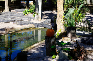 Fototapeta premium A group of Alligators gather near the edge of a pond, St. Augustine Alligator farm, St. Augustine, FL