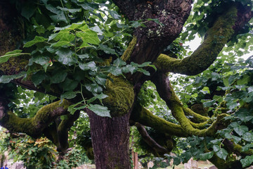 gnarled tree overgrown with moss