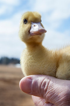 Duckling in hand looks at camera