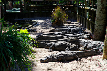 A group of Alligators gather near the edge of a pond, St. Augustine Alligator farm, St. Augustine,...