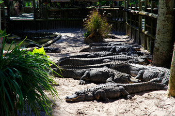 A group of Alligators gather near the edge of a pond, St. Augustine Alligator farm, St. Augustine, FL