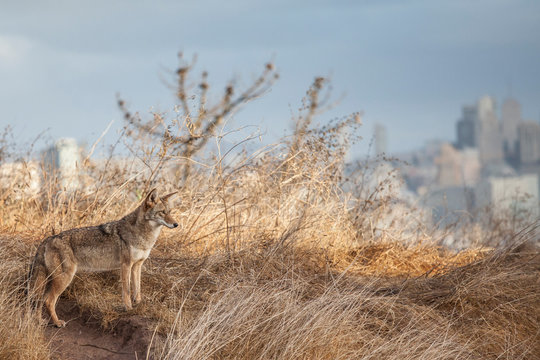 Urban coyote on hill above San Francisco skyline