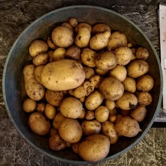 Homegrown Potatoes