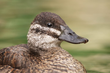 Schwarzkopfruderente