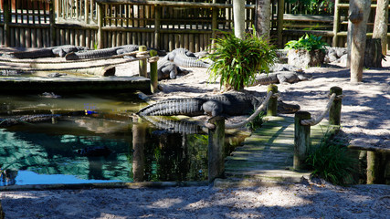 A group of Alligators gather near the edge of a pond, St. Augustine Alligator farm, St. Augustine, FL