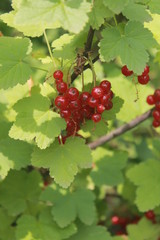 branch of red currant on green background