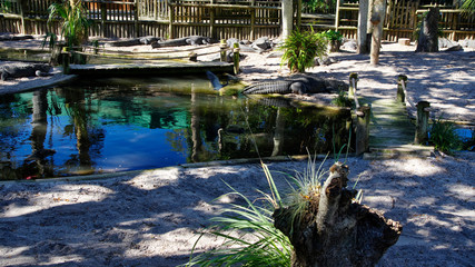 Fototapeta premium A group of Alligators gather near the edge of a pond, St. Augustine Alligator farm, St. Augustine, FL
