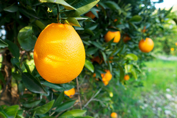 Organic oranges garden on homegrown orange tree