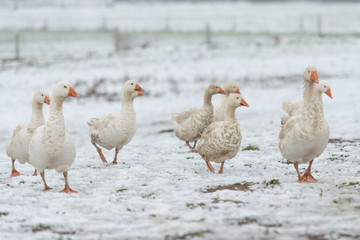 many white geese on a white meadow in winter at snow