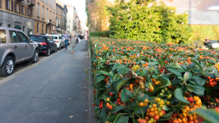 bush with flowers on the street