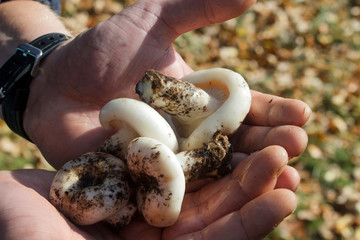  edible white mushrooms in the hands